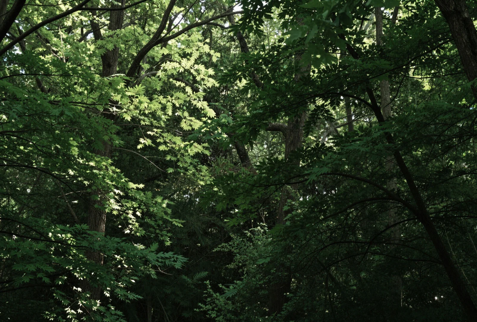 Sous-bois lumineux, illustration du Terreau